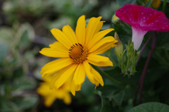 IMGP0635-3-20140808
