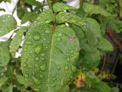 雨あがり