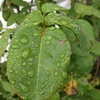 雨あがり