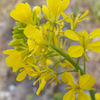 菜の花