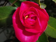 山茶花A