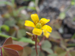IMGP1683-1-20140819