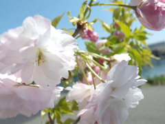 八重桜