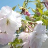 八重桜