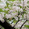 井之頭公園004