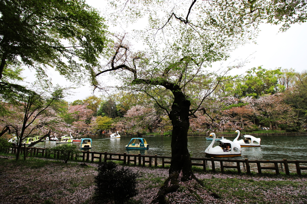 井之頭公園005