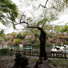 井之頭公園005