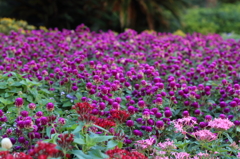 葛西臨海公園２０１３_２30