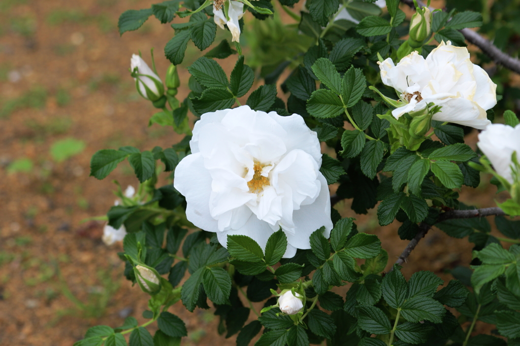 横須賀10_ヴェルニー公園