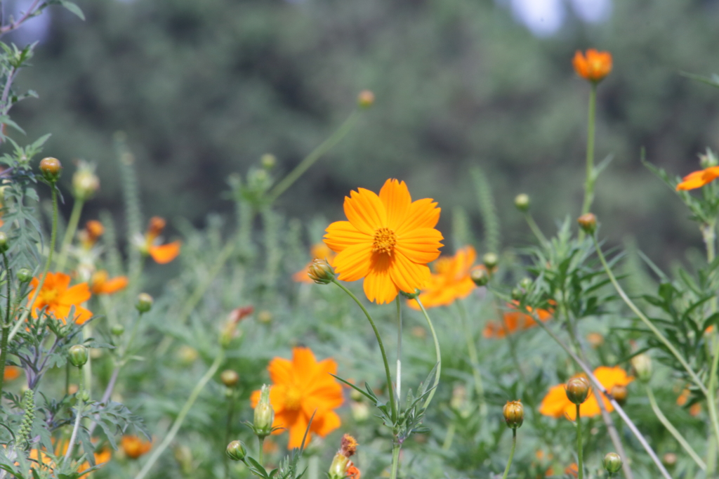 葛西臨海公園201408_05