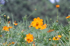 葛西臨海公園201408_05