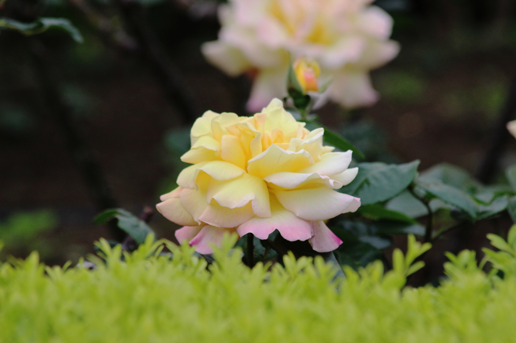横須賀07_ヴェルニー公園