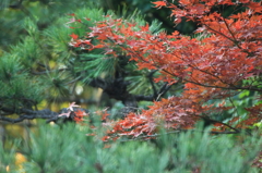 秋散歩～紅い～