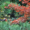 秋散歩～紅い～