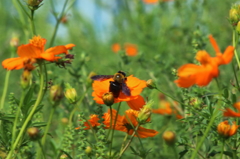 葛西臨海公園201408_06