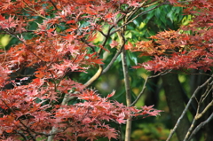 秋散歩～紅葉～