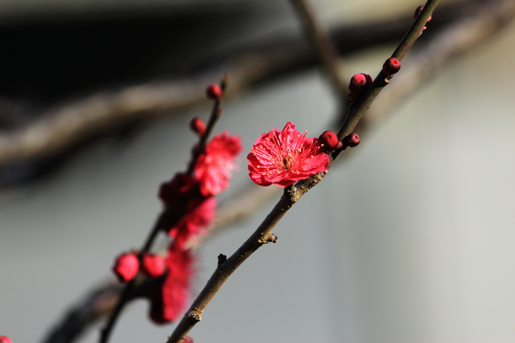 芝公園01