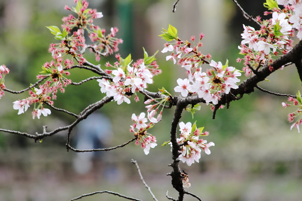 井之頭公園001