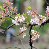 井之頭公園001