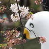井之頭公園002