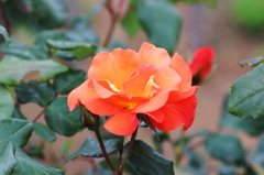 横須賀13ヴェルニー公園