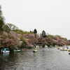 井之頭公園007