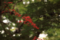 秋景7