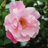 横須賀09_ヴェルニー公園