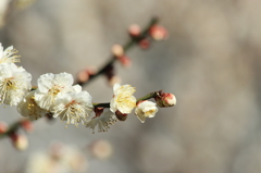 芝公園02