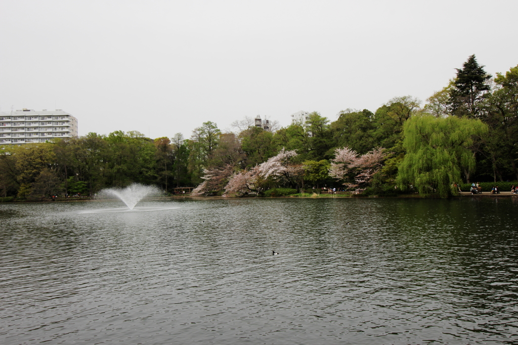 井之頭公園006