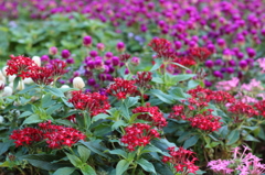 葛西臨海公園２０１３_２29