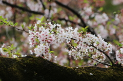 井之頭公園003