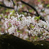 井之頭公園003