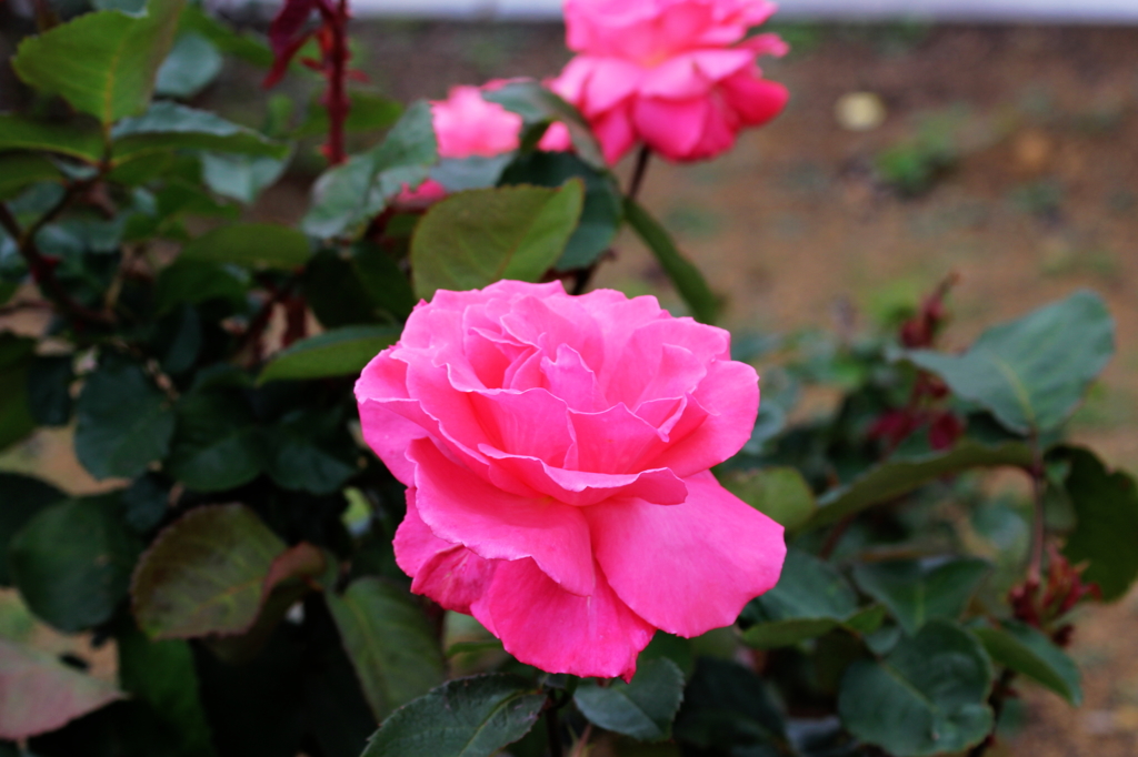 横須賀１１_ヴェルニー公園