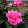 横須賀１１_ヴェルニー公園
