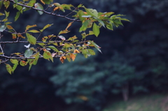 秋景6