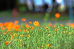 葛西臨海公園201408_07