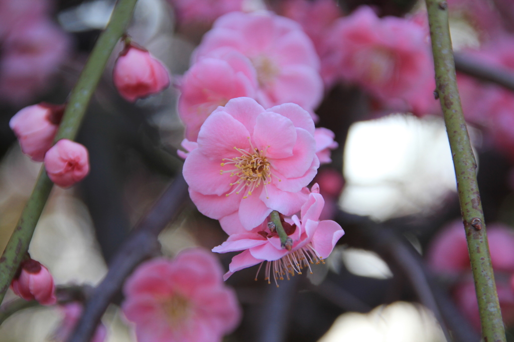 201403c_なばなの里