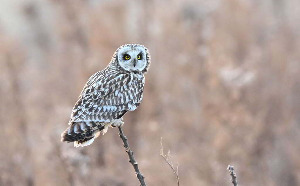 熊本キャラバン