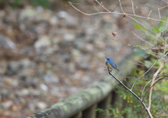 幸せの青い鳥