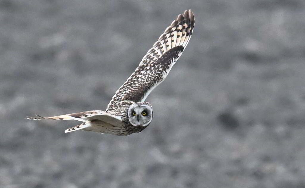 熊本キャラバン