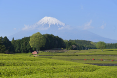 富士山聖地廻り