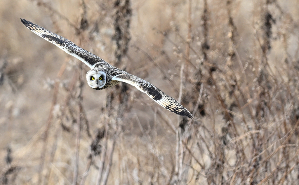 熊本キャラバン