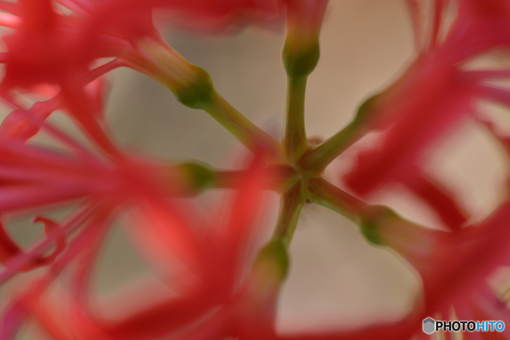 芯