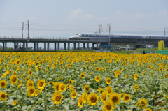 夏一番