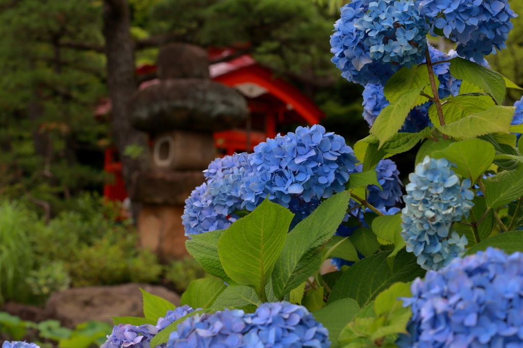 高幡不動金剛寺の紫陽花１