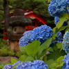 高幡不動金剛寺の紫陽花１