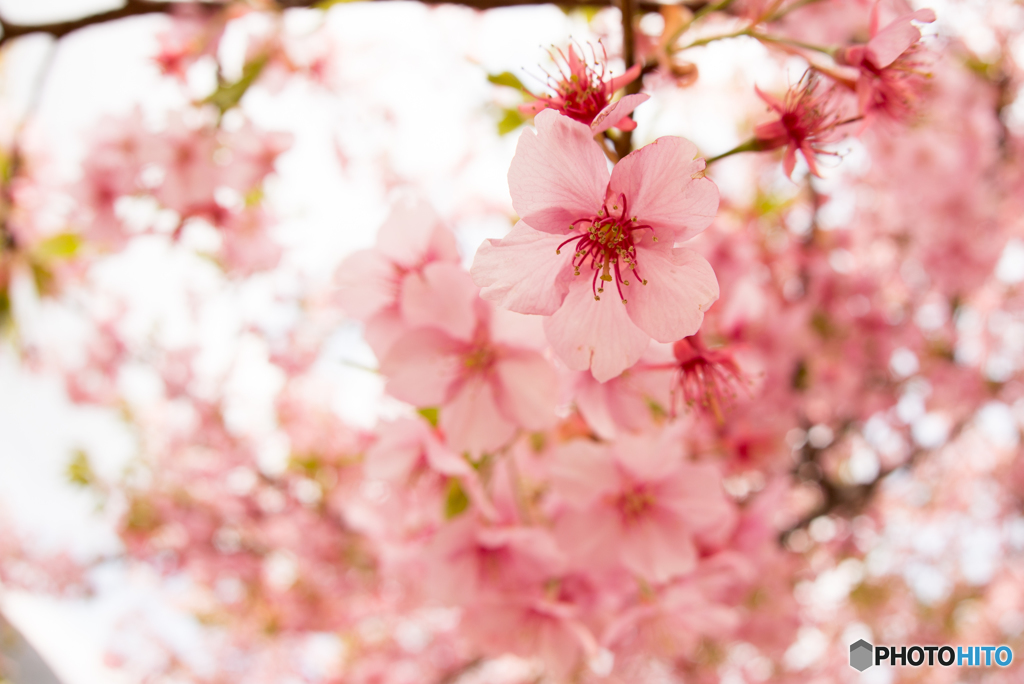 河津桜＠fishieye