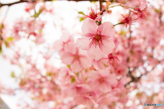 河津桜＠fishieye