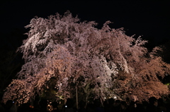 六義園枝垂桜２
